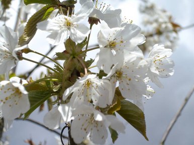 Spring blossom