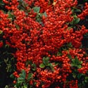 Pyracantha, Firethorn