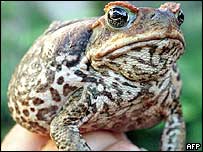 sapo-cururu