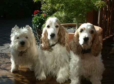 Dogs