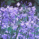 Agapanthus Headborne Hybrids, African Lily