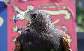 Bird of prey with flag  in background