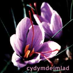 Cydymdeimlad