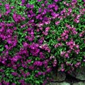 Aubrieta, Aubrieta 