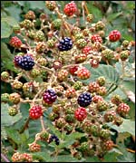 Picture: Blackberries
