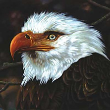 Review of The Hawk Is Howling