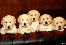 puppies, pa image