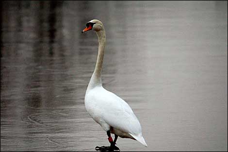 Swan on iced up pond