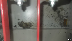 东电说,一只长约25厘米的老鼠尸体上有触电痕迹