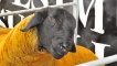 Suffolk sheep