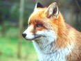 cunning fox