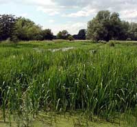 marshes.