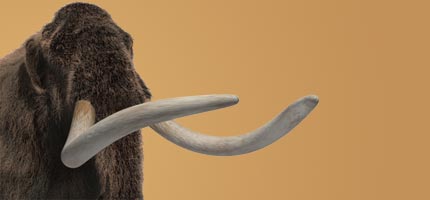 Mammoth
