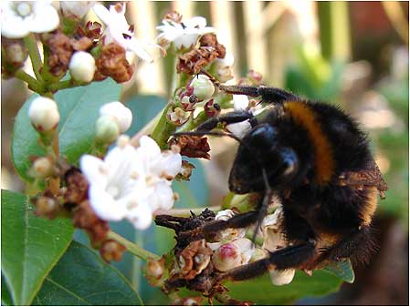 Bee
