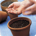 Sowing seeds