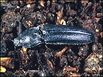A Beetle