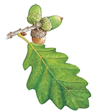 sessile oak