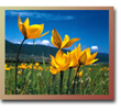 Photographing Plants and Flowers