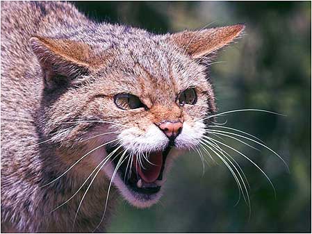 Wild cat