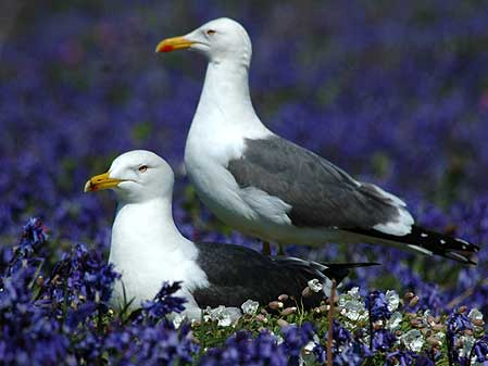 Gulls