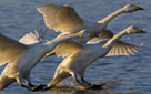 Swan Lake (click to enlarge)