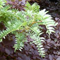 Gleditsia