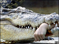 Crocodilo 