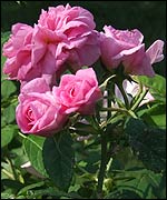 Bright pink roses