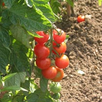 Tomato