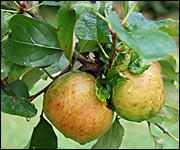 Apples 