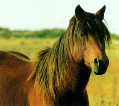 Horses
