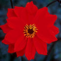 Dahlia 'Bishop of Llandaff', Dahlia