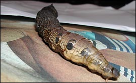 The mystery worm