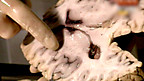 The Brain and the Hypothalamus