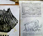Woolly Mammoth's Tooth