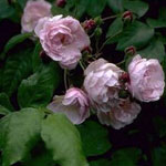 Blush Noisette