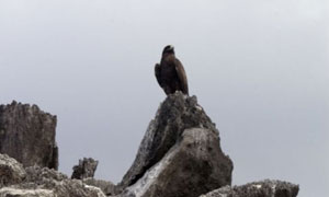 Endangered bird