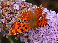 Picture: Tortoiseshell butterfly