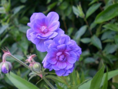 Beautiful flower