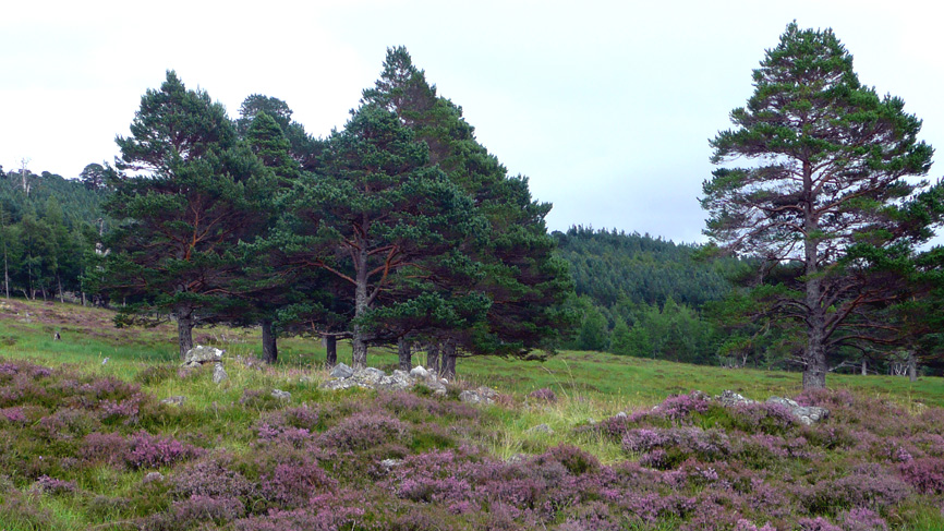 Stones in the ground show the remains of Ryntean township