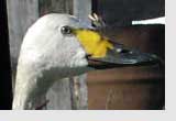 Bewick's swan