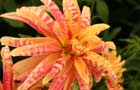 Planting trends (Image: Dahlia)