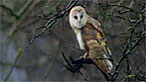Iolo's Welsh Safari 2005