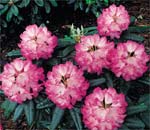 Rhododondron Fantastica