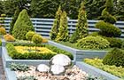 Conifers by Design