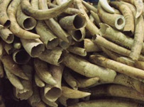 Elephant tusks