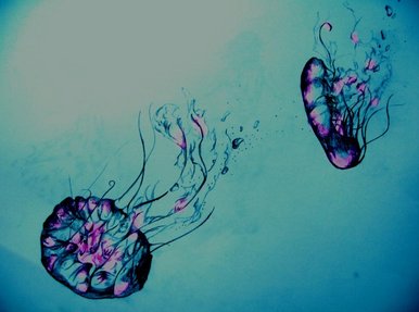 Falling Jelly Fish