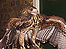 Harris Hawk