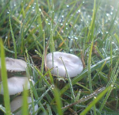 Dew