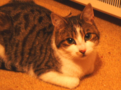 Matt Shepherd's cat Babes